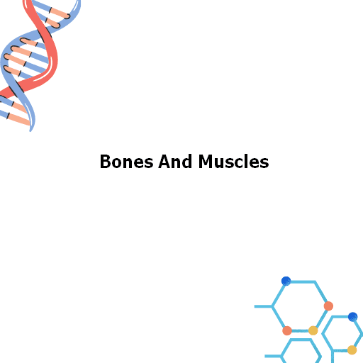 Bones And Muscles